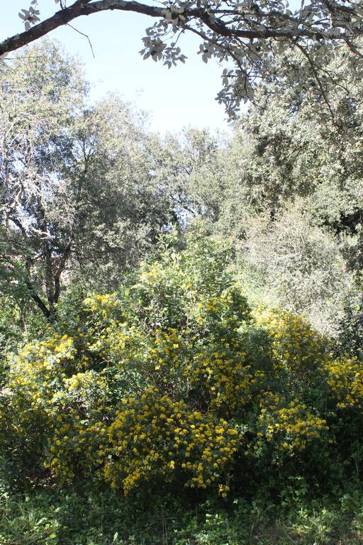 A L'Est D'Uzes Villa Saint-Siffret Ngoại thất bức ảnh